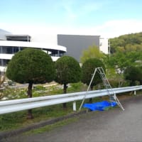 今日いち-2025年4月27日　カイヅカイブキ刈り込み①