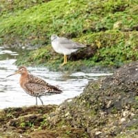 06/30探鳥記録写真：２０２５年５月に出会った鳥たち②