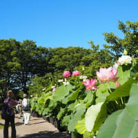 大船フラワーセンター蓮の花