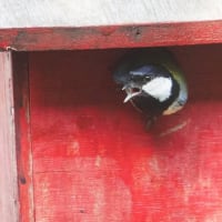 シジュウカラの２番子　　②