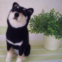 愛犬・茶茶のぬいぐるみ♪