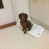 お風呂上がりです。