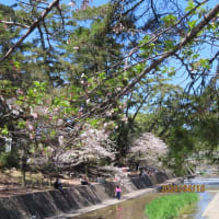 「夙川河川敷緑地（夙川公園）」でお花見　２０２４🌸