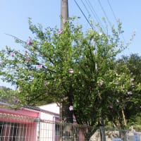 木槿（ムクゲ）の花が見頃です