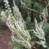 凡のひとりごと　　箱根　明神岳