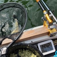 間瀬湖 へら釣り 2025 7 8 実釣84枚！長めのちょうちん両🍡っ超楽しくW7回補もちから突き刺さる引きを堪能^^ 閉演が16時だとは知らんかったw