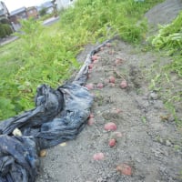 アンデス赤の収穫です