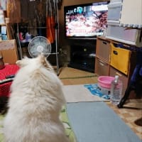 思い出のテレビ