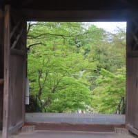 たんぽぽ魂　円覚寺の花々　満開桜と上弦の月プラス１