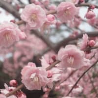 植物には人間を元気にしたり癒すオーラがある