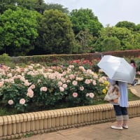 柏の葉公園のバラ見頃です
