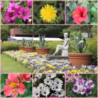 神代植物公園のバラたち