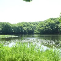 涼しさ誘う湖のコウホネ