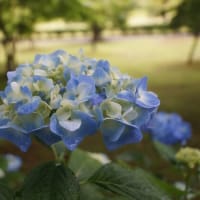 度会町「宮リバー度会パークの紫陽花」見てきました～(^^)  №2　雨バージョン