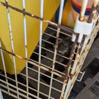幸福の使者の巣　落下
