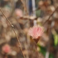 コウヤボウキ・10～紅色