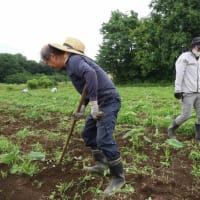 〇6/2　アイポイント農園報告　　サトイモ畑雑草取り・・・のち大雨　　ジャガイモ収穫は6月15日