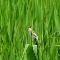 鳴き声を頼りに探す、コヨシキリ。