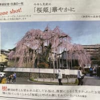 ブレイン　フォグ　🧠⁇