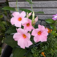23，姥ちっち　⑤