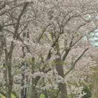 桜と天浜線、其の五