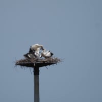神栖でコウノトリのワタル君、ノゾミちゃんとヒナ4羽を見てきました（2024年5月30日）