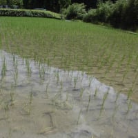 田干し