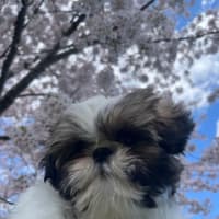 お花見。