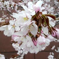 雷雨の後に桜咲く。