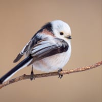 ぼく、シマエナガ😃　7月2日