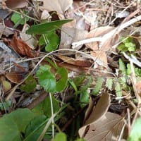 小動物レスキュー隊活動報告⑬ 今年のラストサトクダマキモドキ