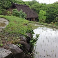 河川環境楽園　棚田の田植え　２