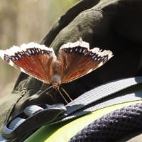 尾瀬ヶ原の野鳥たち2025