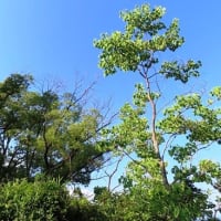 家原大池公園から神野公園