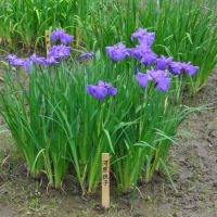明治神宮御苑　　花菖蒲田に1500株のきれいな花菖蒲　　　5