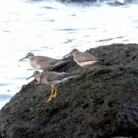 07/31探鳥記録写真-3：狩尾岬の鳥たち②（３羽のキアシシギ-2）
