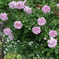 薔薇　レイニーブルー🎥