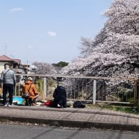 桜 　桜　桜