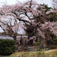 信州お花見②