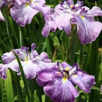 城北公園菖蒲園