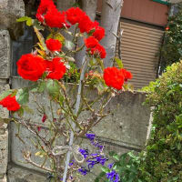 隣の家の庭に咲いている可憐な花々