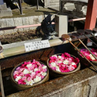 花手水(はなちょうず)津島神社