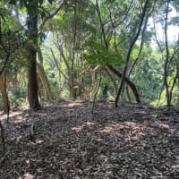 未開の山の整備〜野生を感じるリトリートに向けて〜