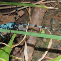 スボンに止まったルリボシカミキリ