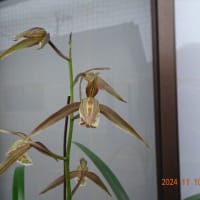 交配種更紗の新芽
