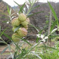アロエ