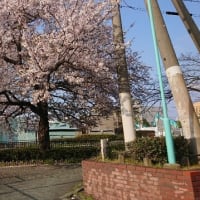 桜の季節