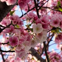 横浜栄香桜（よこはまえいこうざくら）