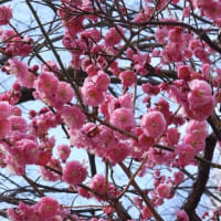 大阪城　梅林（２０２５年３月７日）静止画