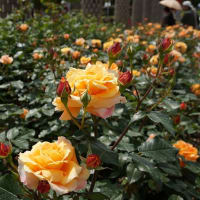 ２０１２　兵庫県伊丹市　荒牧バラ公園の春咲きのバラ